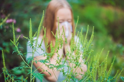 What Are Ragweed Allergies | AlabamaENT